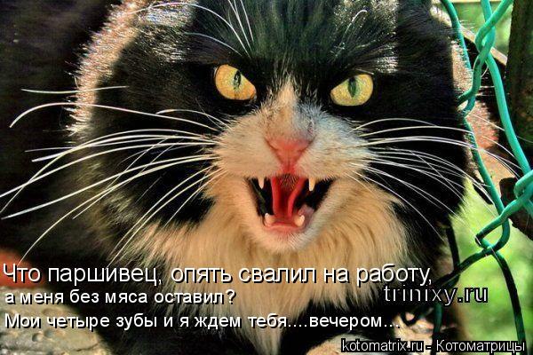 Котоматрица: Что паршивец, опять свалил на работу, а меня без мяса оставил? Мои четыре зубы и я ждем тебя....вечером...