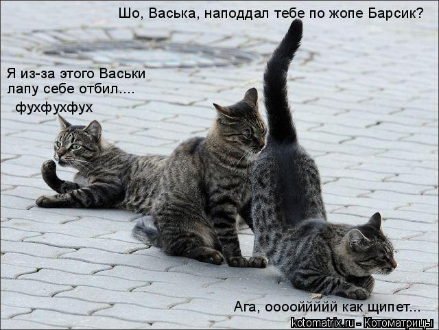 Шо, Васька, наподдал тебе по жопе Барсик? Я из-за этого Васьки лапу себе отбил.... фухфухфух Ага, оо... Котоматрица: Шо, Васька, наподдал тебе по жопе Барсик? Я из-за этого Васьки лапу себе отбил.... фухфухфух Ага, ооооййййй как щипет...