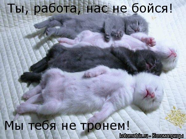 Ты, работа, нас не бойся! Мы тебя не тронем!... Котоматрица: Ты, работа, нас не бойся! Мы тебя не тронем!