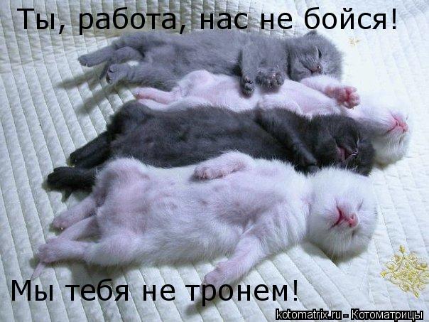 Котоматрица: Ты, работа, нас не бойся!  Мы тебя не тронем!