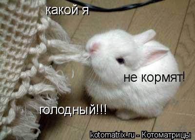 какой я голодный!!! не кормят !... Котоматрица: какой я голодный!!! не кормят !