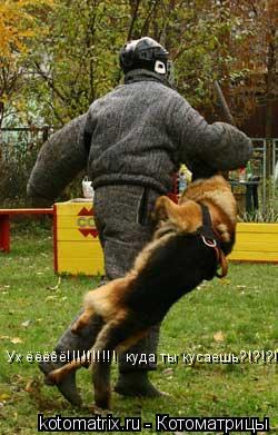 Ух ёёёёё!!!!!!!!!! куда ты кусаешь?!?!?!?!... Котоматрица: Ух ёёёёё!!!!!!!!!! куда ты кусаешь?!?!?!?!