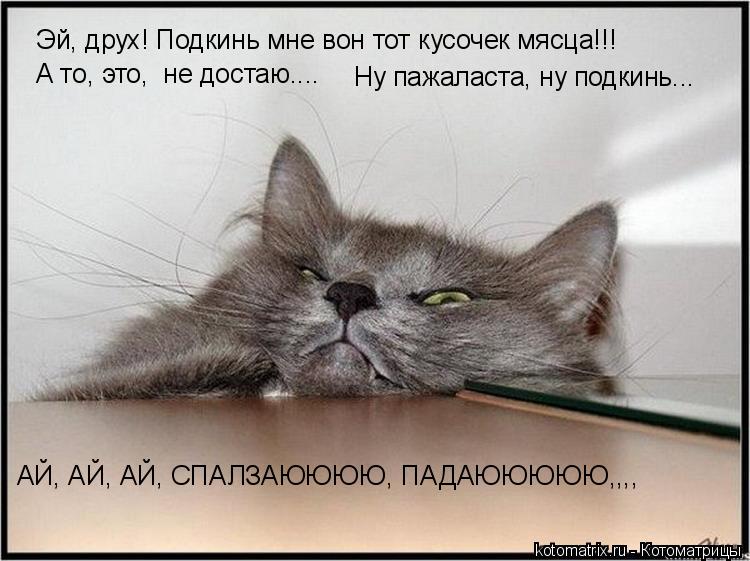 Эй, друх! Подкинь мне вон тот кусочек мясца!!! А то, это, не достаю.... Ну пажаласта, ну подкинь... ... Котоматрица: Эй, друх! Подкинь мне вон тот кусочек мясца!!! А то, это, не достаю.... Ну пажаласта, ну подкинь... АЙ, АЙ, АЙ, СПАЛЗАЮЮЮЮ, ПАДАЮЮЮЮЮ,,,,