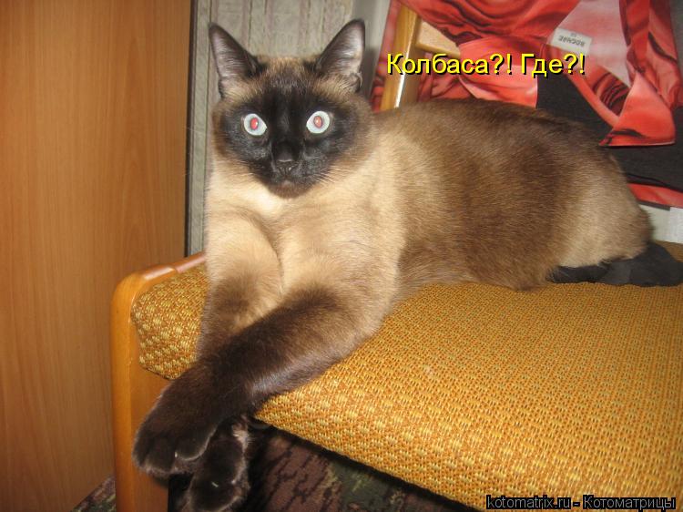 Колбаса?! Где?!... Котоматрица: Колбаса?! Где?!