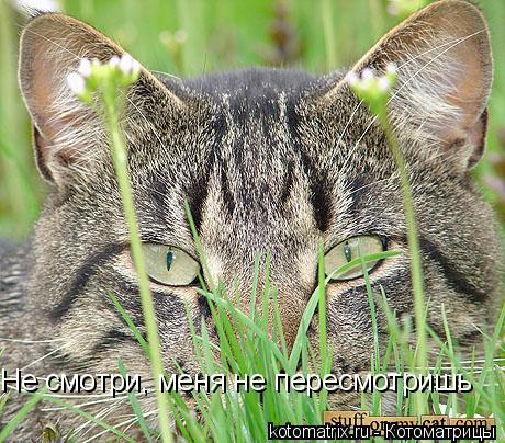 Не смотри, меня не пересмотришь... Котоматрица: Не смотри, меня не пересмотришь