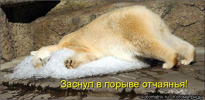 Заснул в порыве отчаянья!... Котоматрица: Заснул в порыве отчаянья!