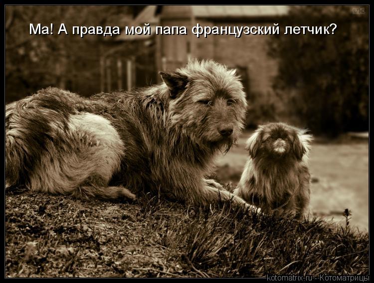 Ма! А правда мой папа французский летчик?... Котоматрица: Ма! А правда мой папа французский летчик?