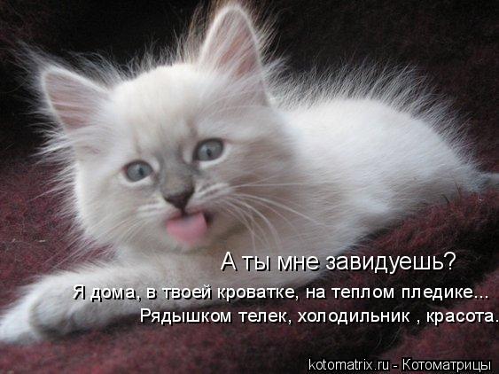 А ты мне завидуешь? Я дома, в твоей кроватке, на теплом пледике... Рядышком телек, холодильник , крас... Котоматрица: А ты мне завидуешь? Я дома, в твоей кроватке, на теплом пледике... Рядышком телек, холодильник , красота....