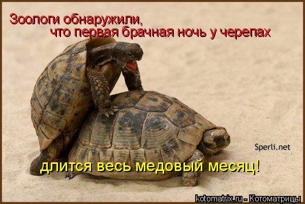 Зоологи обнаружили, что первая брачная ночь у черепах длится весь медовый месяц!... Котоматрица: Зоологи обнаружили, что первая брачная ночь у черепах длится весь медовый месяц!