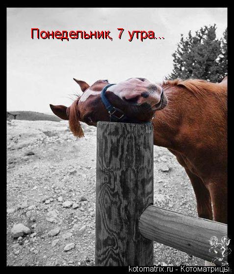 Понедельник, 7 утра...... Котоматрица: Понедельник, 7 утра...