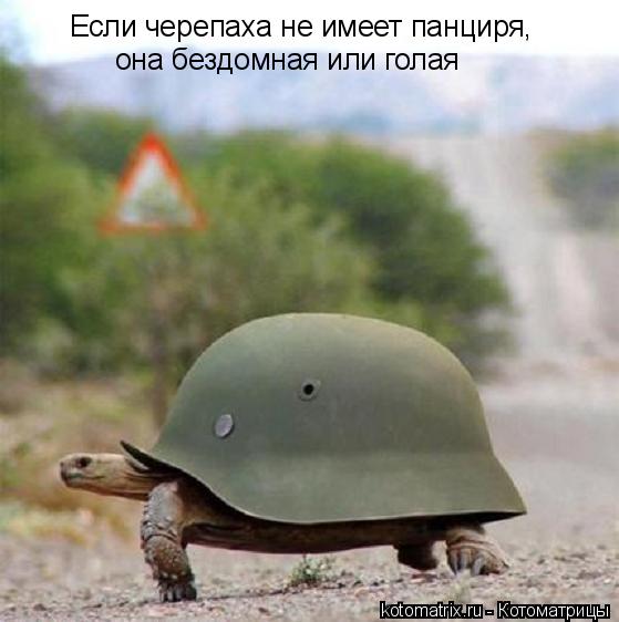Котоматрица: Если черепаха не имеет панциря,  она бездомная или голая