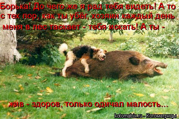 Котоматрица: меня в лес таскает - тебя искать! А ты -  жив - здоров, только одичал малость... Борька! До чего же я рад тебя видеть! А то  с тех пор, как ты убёг, х