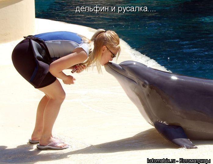 дельфин и русалка....... Котоматрица: дельфин и русалка....