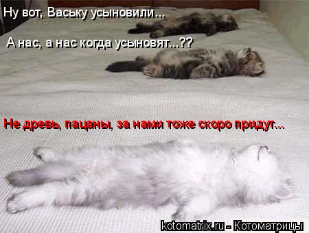 Ну вот, Ваську усыновили... А нас, а нас когда усыновят...?? Не древь, пацаны, за нами тоже скоро при... Котоматрица: Ну вот, Ваську усыновили... А нас, а нас когда усыновят...?? Не древь, пацаны, за нами тоже скоро придут...