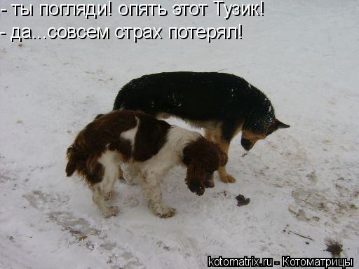 - ты погляди! опять этот Тузик! - да...совсем страх потерял!... Котоматрица: - ты погляди! опять этот Тузик! - да...совсем страх потерял!