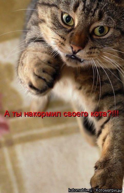 А ты накормил своего кота?!!!... Котоматрица: А ты накормил своего кота?!!!