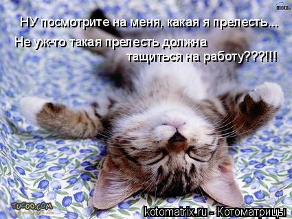 НУ посмотрите на меня, какая я прелесть... Не уж-то такая прелесть должна тащиться на работу???!!!... Котоматрица: НУ посмотрите на меня, какая я прелесть... Не уж-то такая прелесть должна тащиться на работу???!!!