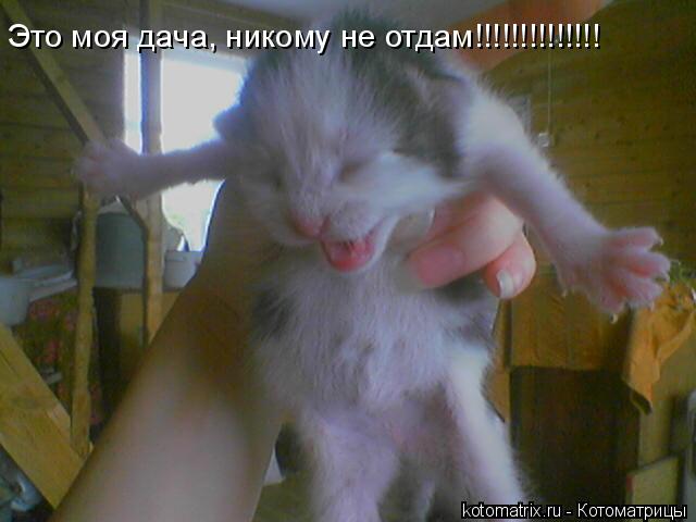 Это моя дача, никому не отдам!!!!!!!!!!!!!!... Котоматрица: Это моя дача, никому не отдам!!!!!!!!!!!!!!