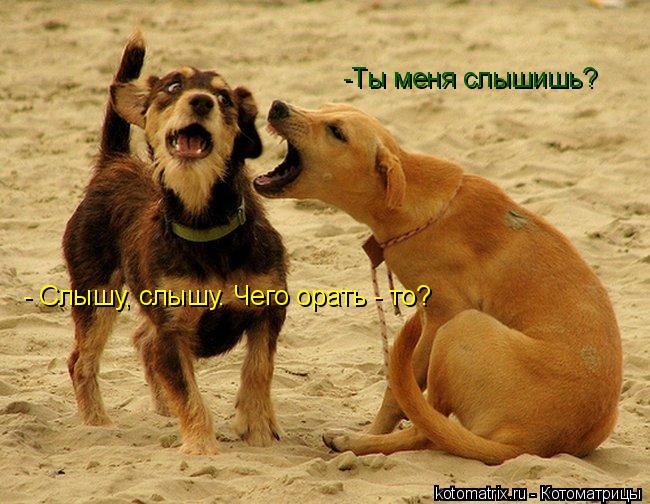 -Ты меня слышишь? - Слышу, слышу. Чего орать - то?... Котоматрица: -Ты меня слышишь? - Слышу, слышу. Чего орать - то?