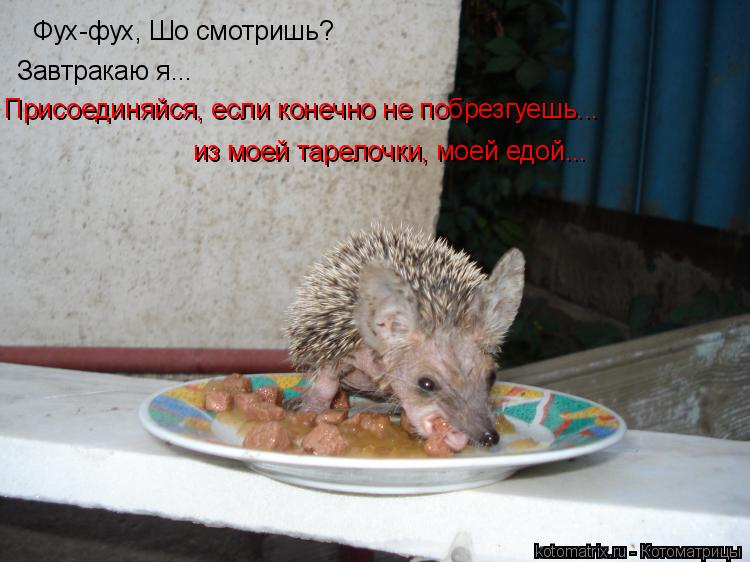 Фух-фух, Шо смотришь? Завтракаю я... Присоединяйся, если конечно не побрезгуешь... из моей тарелочки... Котоматрица: Фух-фух, Шо смотришь? Завтракаю я... Присоединяйся, если конечно не побрезгуешь... из моей тарелочки, моей едой...