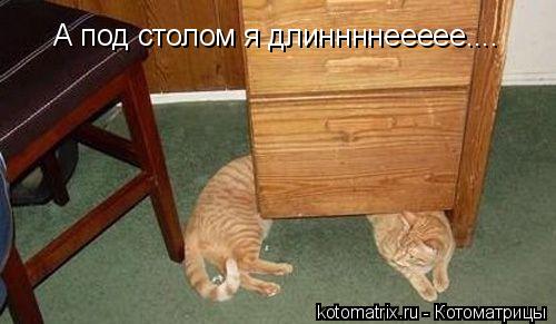 А под столом я длиннннеееее....... Котоматрица: А под столом я длиннннеееее....
