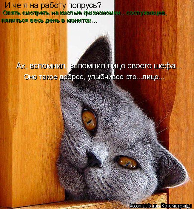 Оно такое доброе, улыбчивое это...лицо... И че я на работу попрусь? Опять смотреть на кислые физионом... Котоматрица: Оно такое доброе, улыбчивое это...лицо... И че я на работу попрусь? Опять смотреть на кислые физиономии...сослуживцев, пялиться весь день в мон