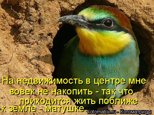 На недвижимость в центре мне вовек не накопить - так что приходится жить поближе к земле - матушке.... Котоматрица: На недвижимость в центре мне вовек не накопить - так что приходится жить поближе к земле - матушке.