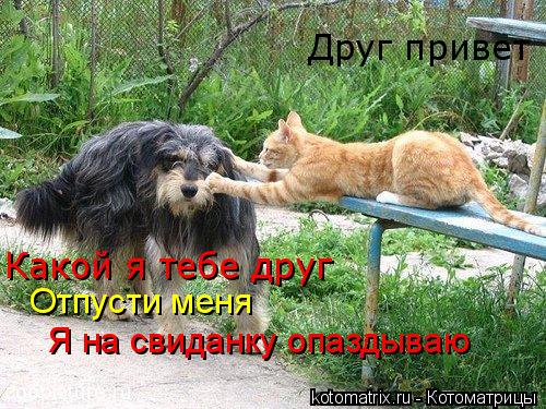 Друг привет Какой я тебе друг Отпусти меня Я на свиданку опаздываю... Котоматрица: Друг привет Какой я тебе друг Отпусти меня Я на свиданку опаздываю