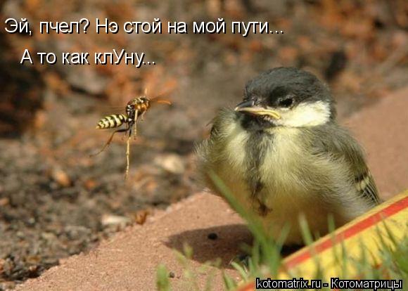 Эй, пчел? Нэ стой на мой пути... А то как клУну...... Котоматрица: Эй, пчел? Нэ стой на мой пути... А то как клУну...