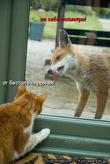 от бестолочь рыжая! на себя посмотри!... Котоматрица: от бестолочь рыжая! на себя посмотри!