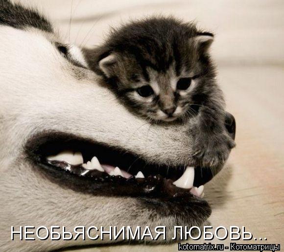 НЕОБЬЯСНИМАЯ ЛЮБОВЬ...... Котоматрица: НЕОБЬЯСНИМАЯ ЛЮБОВЬ...