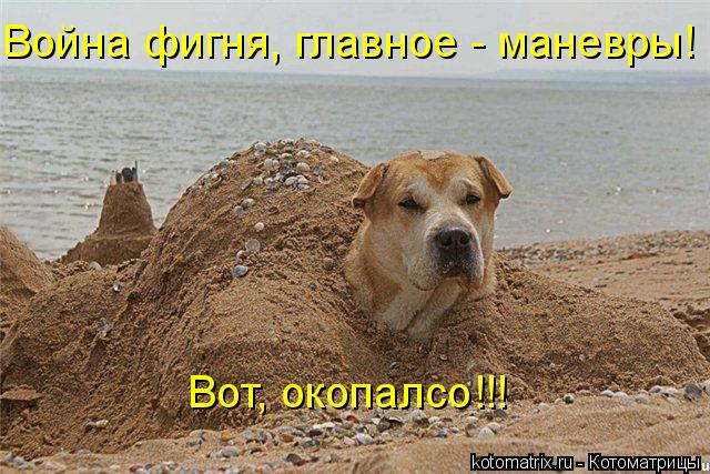 Война фигня, главное - маневры! Вот, окопалсо!!!... Котоматрица: Война фигня, главное - маневры! Вот, окопалсо!!!