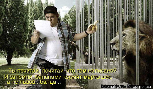 Ты почитай, почитай, что там написано? а не львов...балда... И запомни, бананами кормят мартышек,... Котоматрица: Ты почитай, почитай, что там написано? а не львов...балда... И запомни, бананами кормят мартышек,