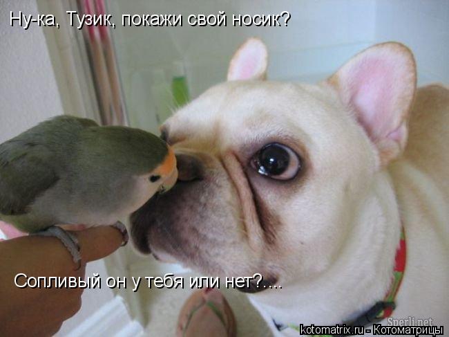 Ну-ка, Тузик, покажи свой носик? Сопливый он у тебя или нет?....... Котоматрица: Ну-ка, Тузик, покажи свой носик? Сопливый он у тебя или нет?....