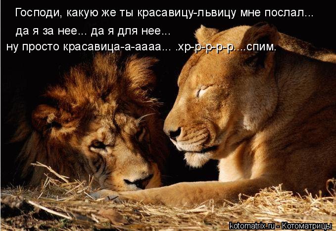Господи, какую же ты красавицу-львицу мне послал... да я за нее... да я для нее... ну просто красавиц... Котоматрица: Господи, какую же ты красавицу-львицу мне послал... да я за нее... да я для нее... ну просто красавица-а-аааа... .хр-р-р-р-р....спим.