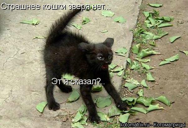 Страшнее кошки зверя нет... Эт я сказал?..... Котоматрица: Страшнее кошки зверя нет... Эт я сказал?..