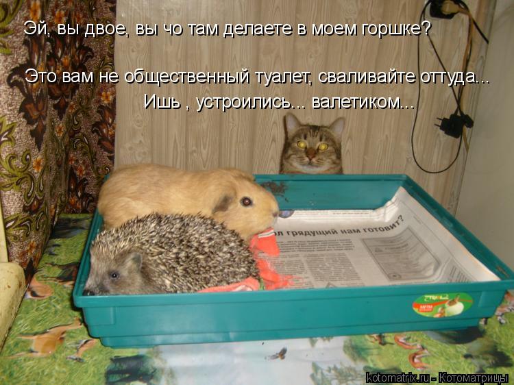Эй, вы двое, вы чо там делаете в моем горшке? Это вам не общественный туалет, сваливайте оттуда... Иш... Котоматрица: Эй, вы двое, вы чо там делаете в моем горшке? Это вам не общественный туалет, сваливайте оттуда... Ишь , устроились... валетиком...