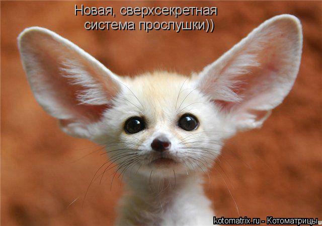 Новая, сверхсекретная система прослушки))... Котоматрица: Новая, сверхсекретная система прослушки))