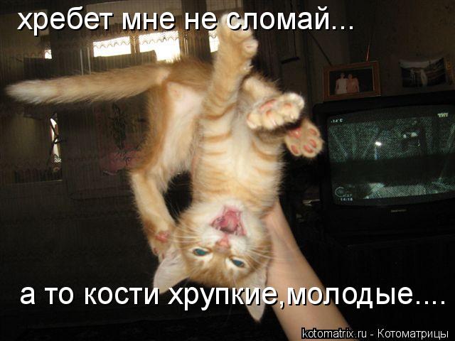 хребет мне не сломай... а то кости хрупкие,молодые....... Котоматрица: хребет мне не сломай... а то кости хрупкие,молодые....