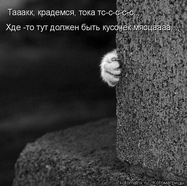 Тааакк, крадемся, тока тс-с-с-с-с.... Хде -то тут должен быть кусочек мясцаааа....... Котоматрица: Тааакк, крадемся, тока тс-с-с-с-с.... Хде -то тут должен быть кусочек мясцаааа....
