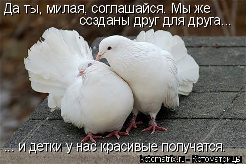 Котоматрица: Да ты, милая, соглашайся. Мы же  созданы друг для друга... ... и детки у нас красивые получатся.