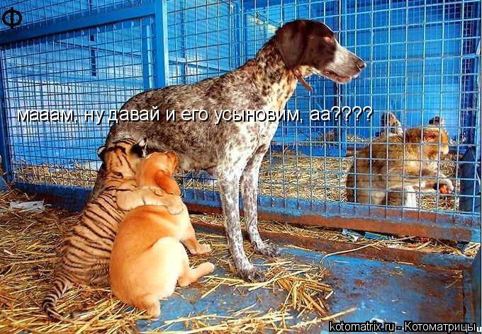 Котоматрица: мааам, ну давай и его усыновим, аа????