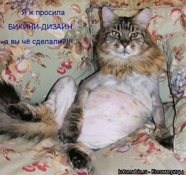 Я ж просила БИКИНИ-ДИЗАЙН, а вы чё сделали?!!!....... Котоматрица: Я ж просила БИКИНИ-ДИЗАЙН, а вы чё сделали?!!!....