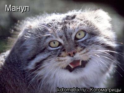 Манул... Котоматрица: Манул