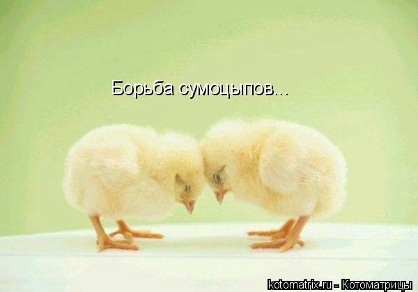 Борьба сумоцыпов...... Котоматрица: Борьба сумоцыпов...