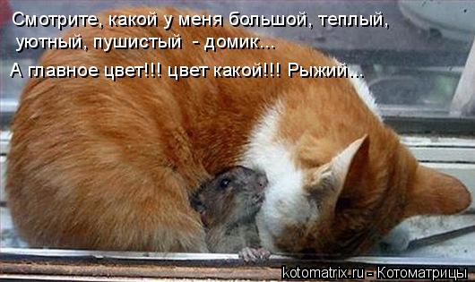 Смотрите, какой у меня большой, теплый, уютный, пушистый - домик... А главное цвет!!! цвет какой!!! ... Котоматрица: Смотрите, какой у меня большой, теплый, уютный, пушистый - домик... А главное цвет!!! цвет какой!!! Рыжий...