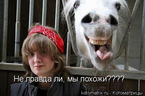 Не правда ли, мы похожи????... Котоматрица: Не правда ли, мы похожи????