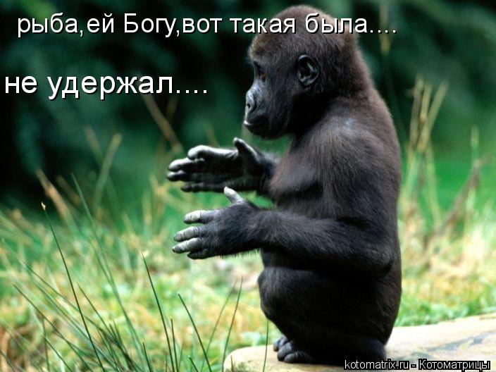рыба,ей Богу,вот такая была.... не удержал....... Котоматрица: рыба,ей Богу,вот такая была.... не удержал....