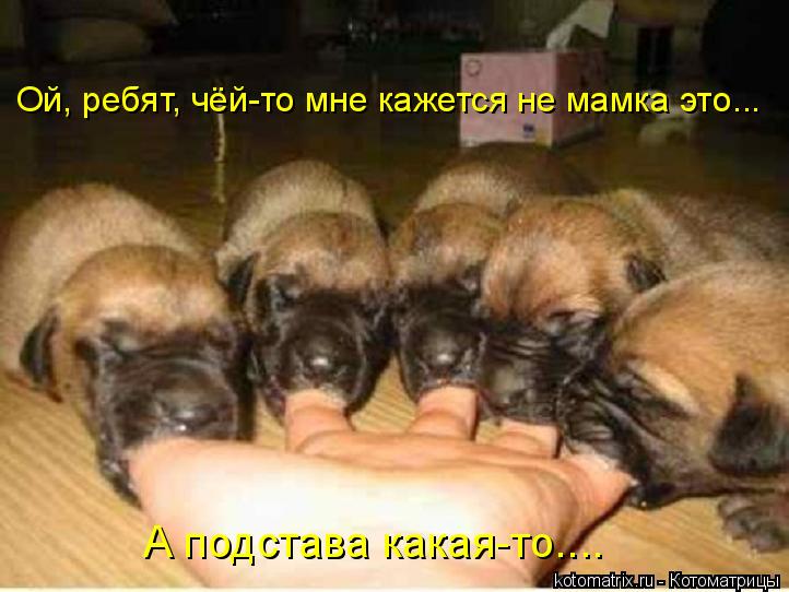 Ой, ребят, чёй-то мне кажется не мамка это... А подстава какая-то....... Котоматрица: Ой, ребят, чёй-то мне кажется не мамка это... А подстава какая-то....