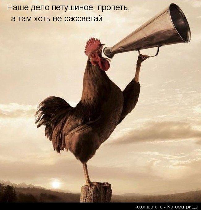 Наше дело петушиное: пропеть, а там хоть не рассветай...... Котоматрица: Наше дело петушиное: пропеть, а там хоть не рассветай...